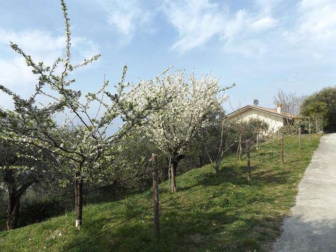 Villetta Rossone Torri Del Benaco Εξωτερικό φωτογραφία