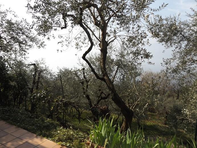 Villetta Rossone Torri Del Benaco Εξωτερικό φωτογραφία